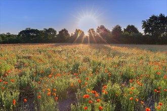 Common poppies