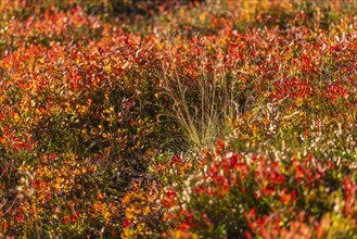 Autumnal red-coloured alpine bearberry