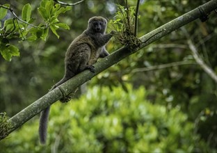 Grey bamboo lemur