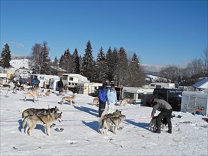Preparation area at the sled dog race