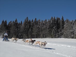 Double team with 7 dogs at a sled dog race