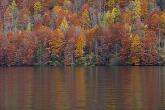 Mixed forest showing foliage of deciduous trees in colourful autumn colours along lake