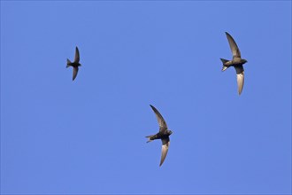 Feeding party of common swifts