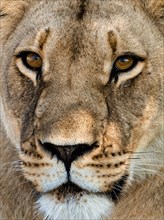 Lion Tanzania