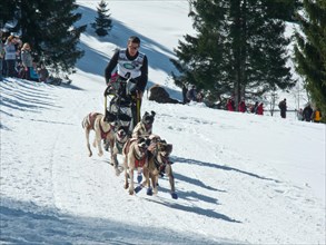 Double team with 6 dogs at the Sled Dog Racing World Championship