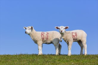 Two white lambs of domestic sheep marked with red painted numbers portrayed in field against blue sky in spring
