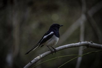Magpie Robin bird in the dry forests of western Madagascar