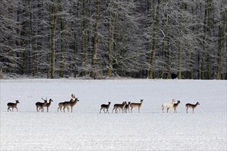 Herd of European fallow deer