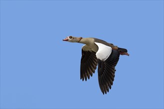 Egyptian goose
