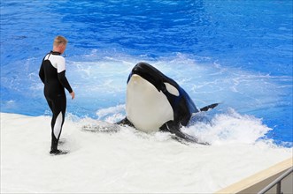 Dressed killer whale