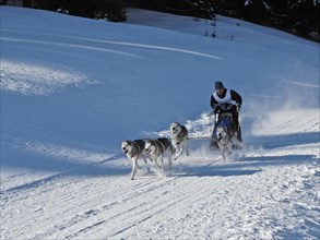 Double team with 4 dogs at a sled dog race