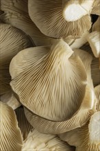 Top view mushrooms close up