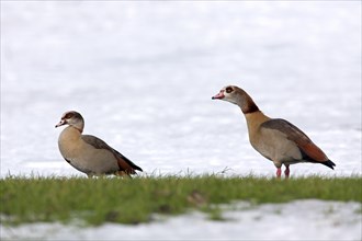 Two Egyptian geese