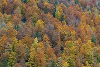 Mixed forest showing foliage of deciduous trees in colourful autumn colours