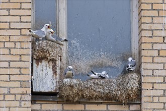 Black-legged kittiwakes