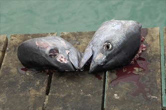 Cut-off heads of yellowfin tuna