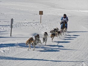 Double team with 12 dogs at the sled dog race