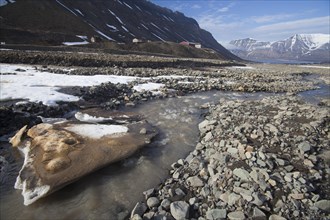 Melting snow and ice in river near Longyearbyen in spring