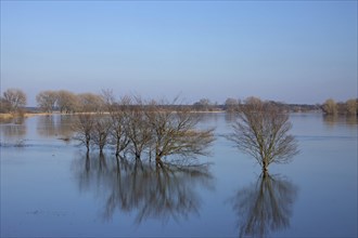 Flooded meadows at the Elbe River Landscape Biosphere Reserve