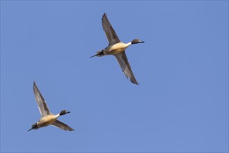 Two male Northern pintails
