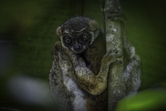 Eastern woolly lemur in the rainforests of Andasibe National Park in eastern Madagascar