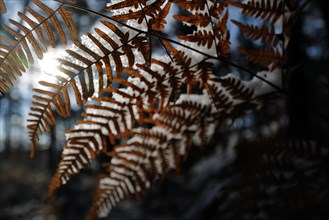Winter sunlight slips through fern in woods. Franconia