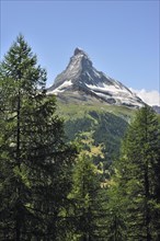 View over the Matterhorn mountain with alpine meadows and pine forests near Zermatt