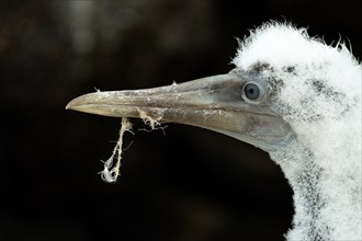 Galapagos bird