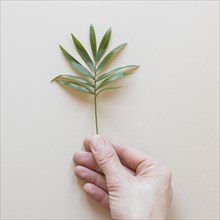 Person holding tiny plant beige background