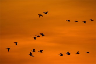 Mallards