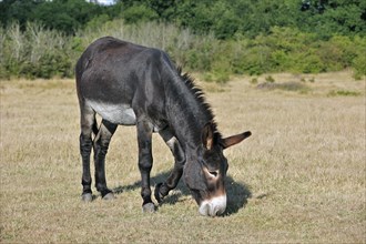 Grand Noir du Berry donkey grazing in field