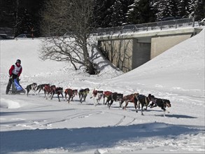 Double team with 12 dogs at the sled dog race