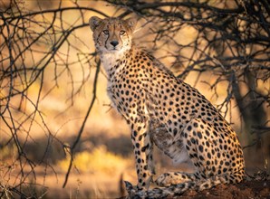 Cheetah in the evening light