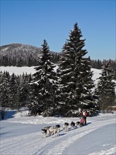 Double team with 10 dogs at the sled dog race
