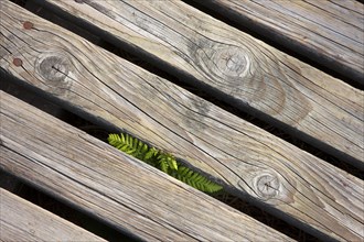 Close up of wooden boardwalk at the High Fens