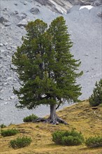 Swiss pine