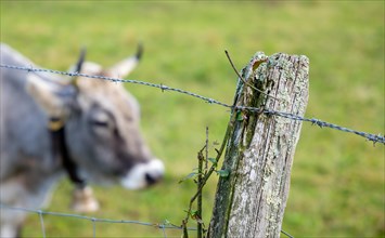 Close Up on a Pole Fence and a Cute Cow in the Background on the Grass in Switzerland