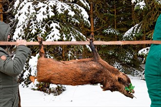 Wild boar shot at the carrying stand