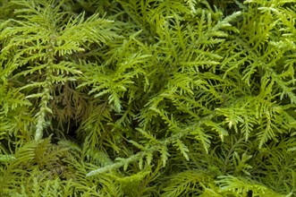 Common Tamarisk moss