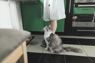 Tabby cat sitting near woman standing kitchen