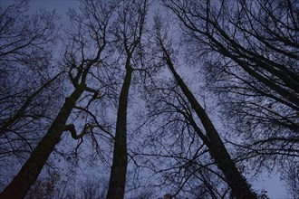 Bare trees at nightfall as a symbol of the onset of autumn depression