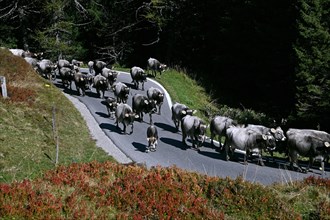 Cattle drive on the Glaser Pass