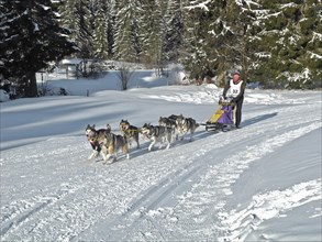 Double team with 6 dogs at a sled dog race