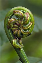 Close up of fern unfolding fronds in cloud forest