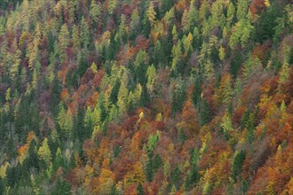 Mixed forest showing foliage of deciduous trees in colourful autumn colours