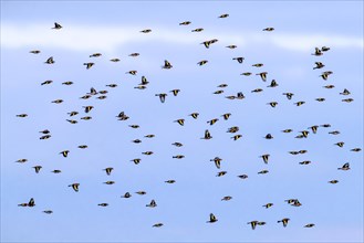 Large flock of European goldfinches
