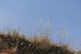 Grasses backlit against blue sky