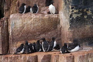 Thick-billed murres