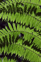 Tropical fern in cloud forest