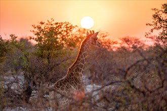Giraffe Namibia sunset